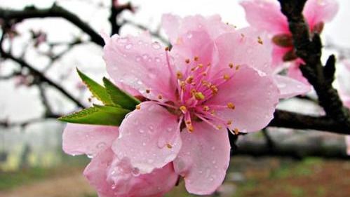 四化变变变，桃花跟着转！