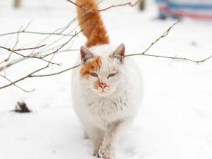 野猫的象征意义