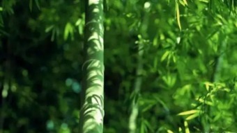 竹绿绿和嫩芽绿分别代表哪个生肖年份？