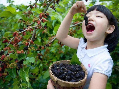 一、 桑果园的呼唤：初探奉化的绿色宝藏