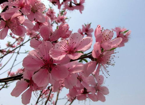 男命八字中哪些组合带桃花好运，这桃花是否代表正缘？
