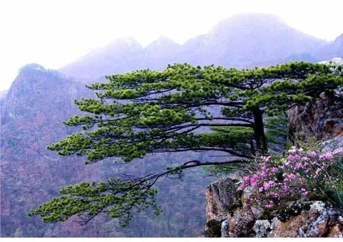 第三站：动植物公园——看老虎和猴子的地方