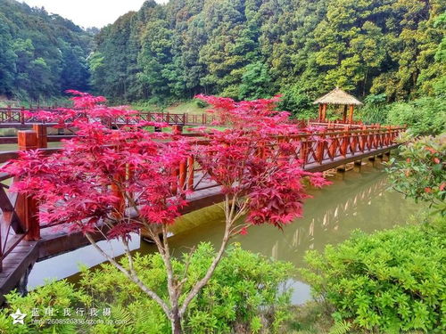 梅园公园， 一个充满梅花香气的去处