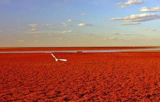 那是啥玩意儿红的？不是颜料吧？