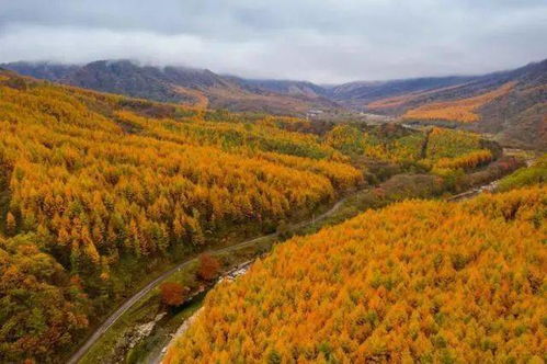 光雾山：红叶没了堪杜鹃也是极好的