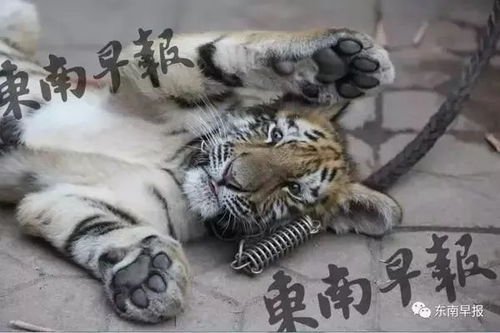 2026年属虎刘姓女宝宝补火取名，有没有好的大全推荐？