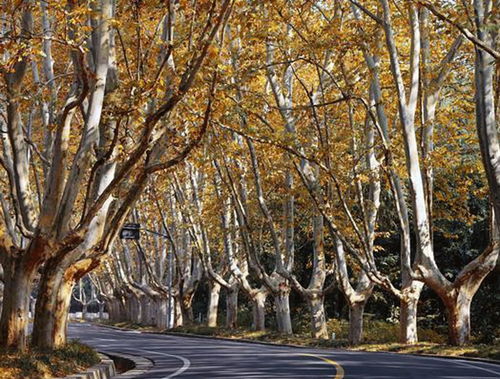 梧桐树=无童树？老祖宗的恐怖预言成真了