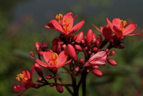运势反复的暗流——桃花与命运的纠缠
