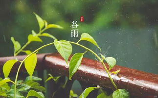 谷雨当天五行穿衣搭配，有没有什么最美的一句话可以指导我如何选择？