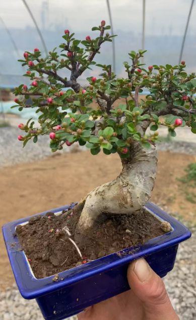 荀子植物Neng在屋里种吗,室内养荀子风水好不