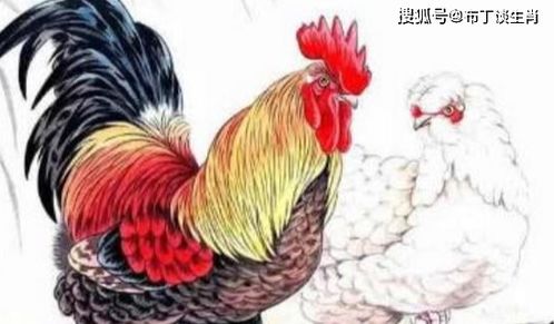 69年属鸡与72年属鼠的八字合婚吗？他们的生肖配对合适吗？