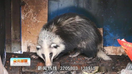 梦难眠
