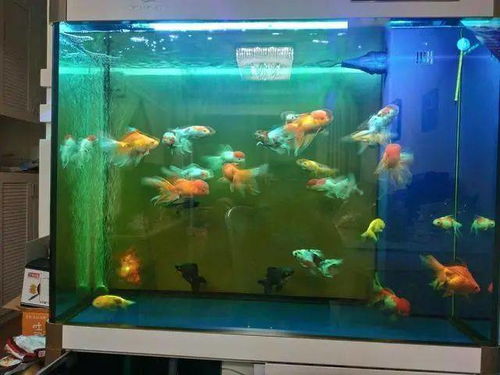 2026年风水禁忌：鱼缸形状决定生死