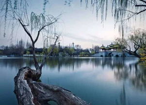 算了算了,破财免灾嘛——一迈进瘦西湖较大门,我直接傻在当场:这哪是湖啊？这不就是条弯弯曲曲能装下整个扬州春天的绸带吗？