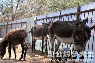 周公解梦：预示未来的吉凶