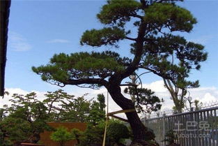 单位院子里种什么树风水好,单位院内风水口诀