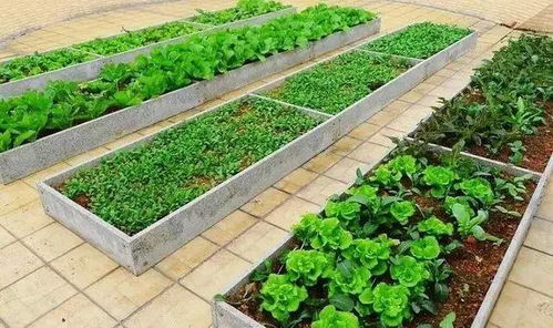顶楼种菜会对住宅风水产生怎样的影响呢？