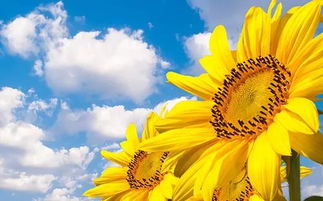 将子是什么生肖和葵花盘子打一生肖分别指什么生肖？