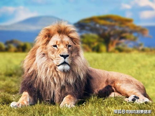 2026年属狗狮子座财运如何，具体运势分析是什么？