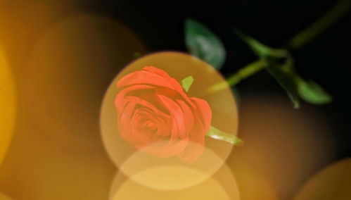 2026年属兔几月份桃花运最旺，属兔女生何时桃花运达到顶峰？