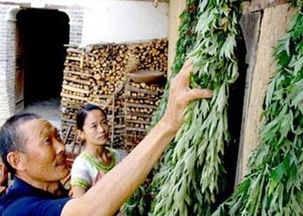 端午挂艾草：千年传统，端午佳节必备习俗
