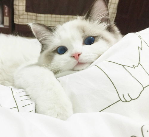 禁忌三：猫咪惹阴气？