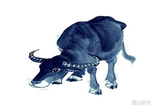 属牛的人：硬碰硬吃不了亏