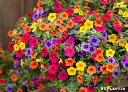家里种百万小玲风水,百万小铃种植方法