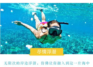 我的两次邂逅：与海豚的不期而遇