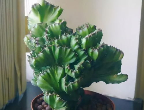 3.1 水星逆行期怎么办？