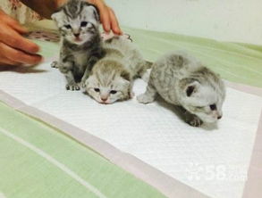 女性梦见猫下崽好多小猫崽,这究竟是什么征兆呢?