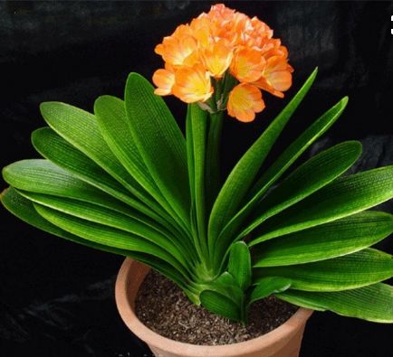 君子兰：摆错位置小心贵人变仇人