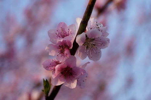 2026年属兔如何提升桃花运？桃花运详解是什么？