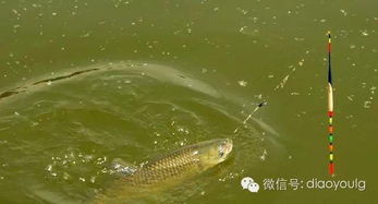 起风鱼好钓吗,起风鱼好钓吗