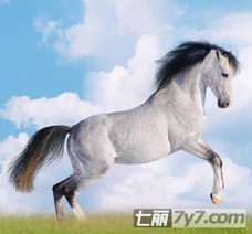 属马男人有哪些性格上的不足或缺陷？