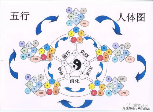 兔崽子们的五行密码