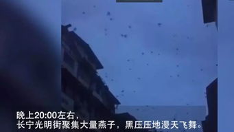 不安与预兆：那床吱呀的声音