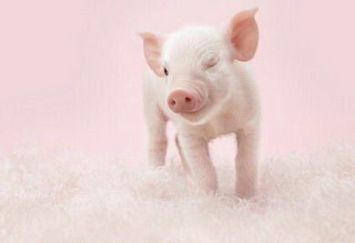 1972年属猪的五行属性是什么？