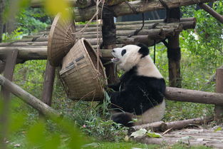 成都：熊猫？看它们睡觉有意思吗？
