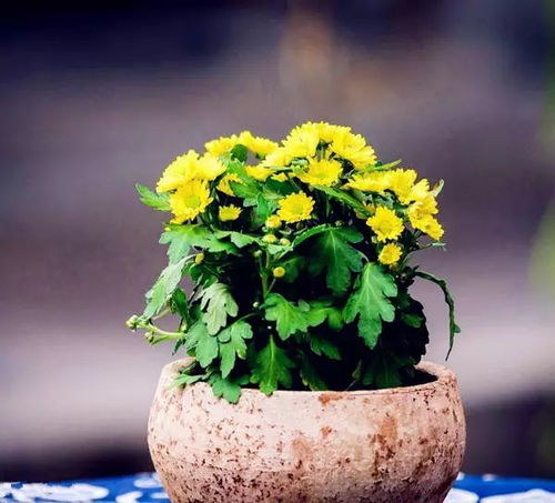 菊花冬天怎么养盆栽,菊花冬天用不用移到屋里