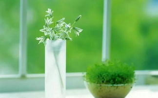绿植生长不佳，是否与家居风水有关联？