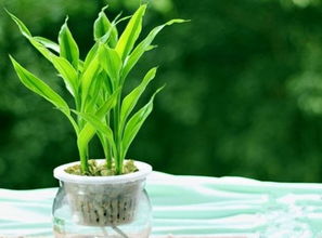 梦见老公在家种植众多植物预示着什么含义？
