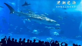 冲绳那个破水族馆？带娃去简直是自虐好吗！
