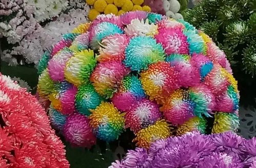 金秋十月，郑州赏菊正当时哪里可以找到最佳的赏菊地点呢？