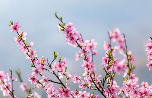我的八字里桃花煞重吗？如何同过八字堪桃花来改善运势？