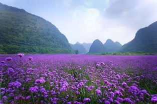 宾阳的花， 不仅仅是花