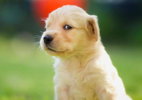 属狗的，看家护院！