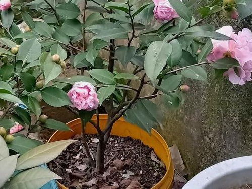 茶花种植风水,茶花风水禁忌大全图解