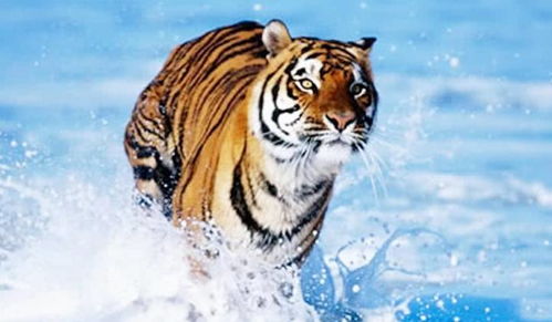 2026年属虎的汪氏正月虎宝宝，取名汪峻彦合适吗？