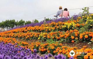 B 路线：樱桃山 → 橙子峡谷 → 金黄草甸 （全程约150公里）
